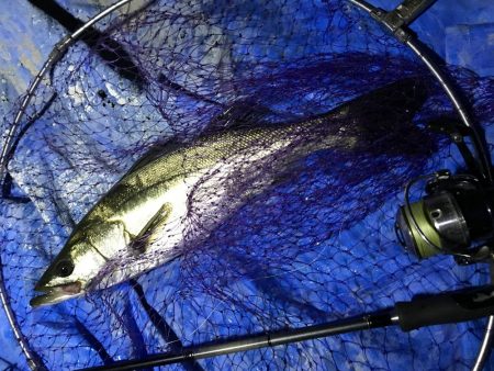 小アジ狙いで、シーバス